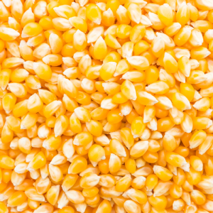 Corn (Maize)
