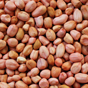 Groundnut Oil Seeds