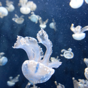 Jellyfish