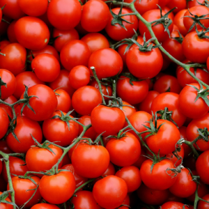 Fresh Tomatoes